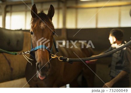 サラブレッド サラブレッド 73200049