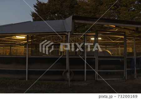 サラブレッド サラブレッド 73200169