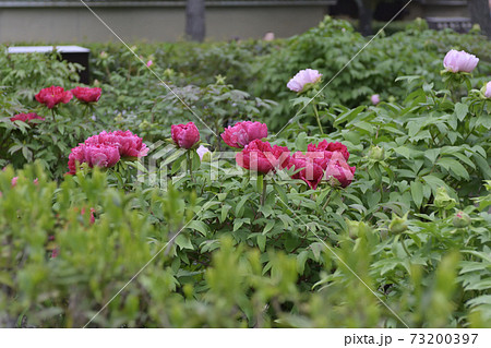 建仁寺 法堂の牡丹 建仁寺 法堂の牡丹 73200397