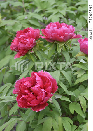 建仁寺 法堂の牡丹 建仁寺 法堂の牡丹 73200399