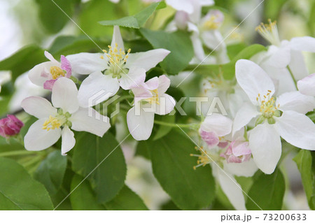 建仁寺 姫りんごの花 建仁寺 姫りんごの花 73200633