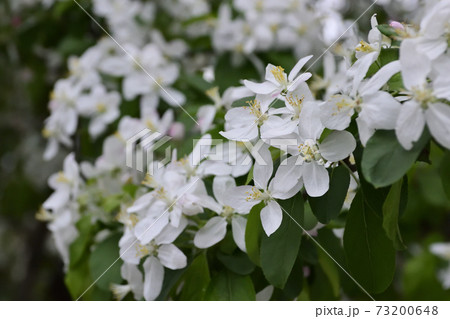 建仁寺　姫りんごの花 73200648