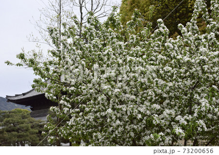 建仁寺　姫りんごの花 73200656