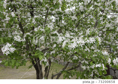 建仁寺　姫りんごの花 73200658