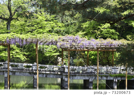 京都仙洞御所　南池　藤棚と八ッ橋 73200673