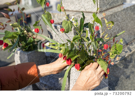 墓参り　お墓に花を供えるシニア女性 73200792