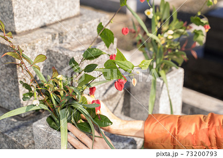 墓参り お墓に花を供えるシニア女性の写真素材