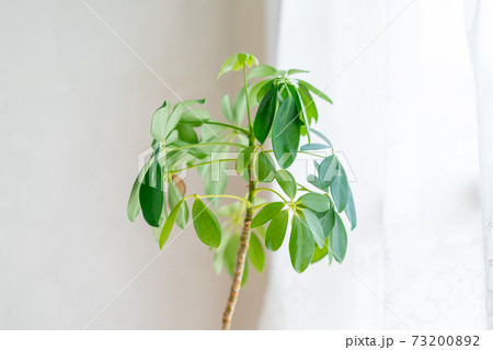 観葉植物 73200892