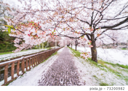 「埼玉県」見沼田んぼの桜回廊と雪の風景 「埼玉県」見沼田んぼの桜回廊と雪の風景 73200982