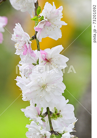 源平枝垂れ桃(花桃) 源平枝垂れ桃(花桃) 73201092