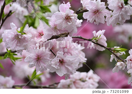 源平枝垂れ桃(花桃) 源平枝垂れ桃(花桃) 73201099