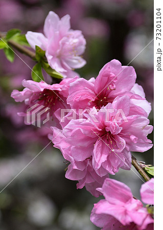 源平枝垂れ桃（花桃） 73201104
