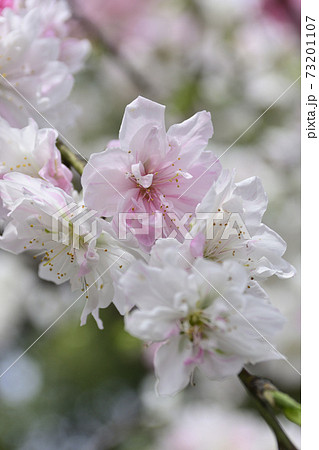 源平枝垂れ桃(花桃) 源平枝垂れ桃(花桃) 73201107
