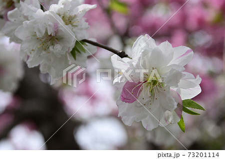 源平枝垂れ桃（花桃） 73201114