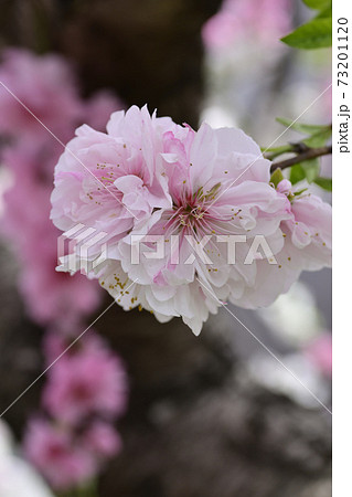 源平枝垂れ桃(花桃) 源平枝垂れ桃(花桃) 73201120