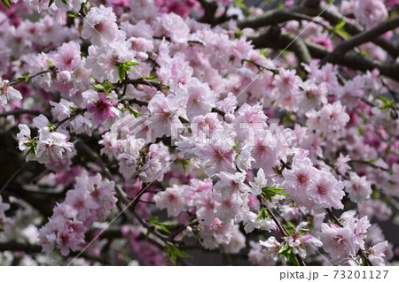源平枝垂れ桃(花桃) 源平枝垂れ桃(花桃) 73201127