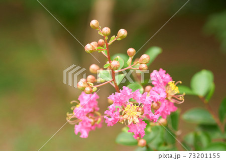 さるすべり 73201155