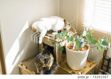 窓辺でじゃれ合う二匹の猫 73201567