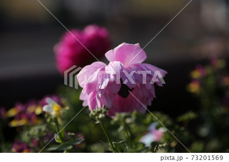アネモネの花 73201569