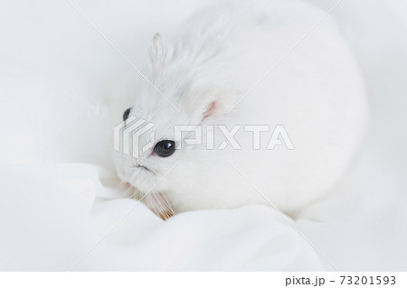 布に埋もれるハムスター 73201593