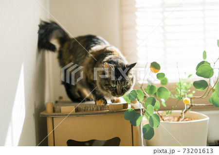 窓辺で過ごす猫 窓辺で過ごす猫 73201613