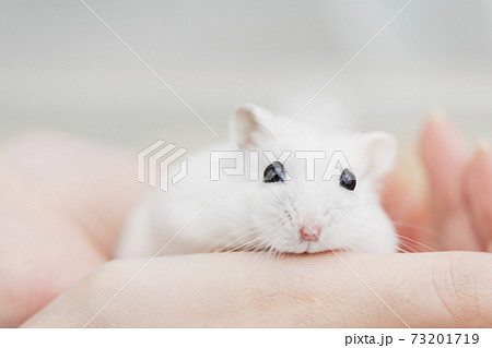 飼い主の手にのるハムスター 73201719