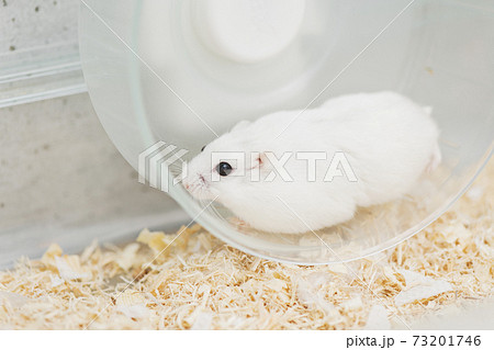 回し車で走るハムスターの写真素材