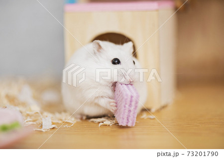 おやつを食べるハムスターの写真素材 [73201790] - PIXTA