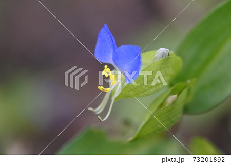 ツユクサ 特徴的な青紫の花びらと長い蕊をもつ花のアップの写真素材 7312