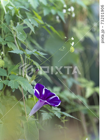 朝顔とフウセンカズラ 73201906