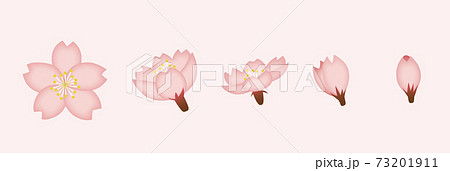 つぼみ 咲きかけ 開花の桜のベクターアイコンイラストのイラスト素材