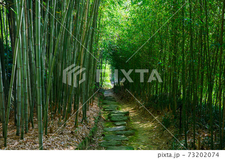 京都市洛西竹林公園 京都市洛西竹林公園 73202074