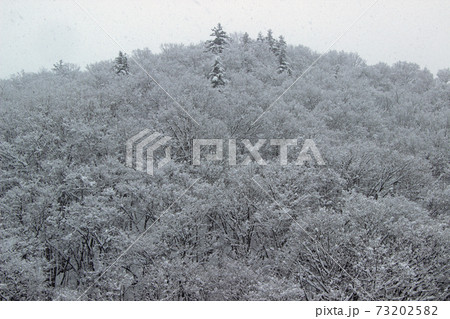里山の冬木立に雪積もる－道の駅きらら289　福島県南会津町 73202582