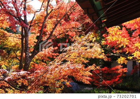 鎌倉の秋 鶴岡八幡宮齋館の紅葉の写真素材