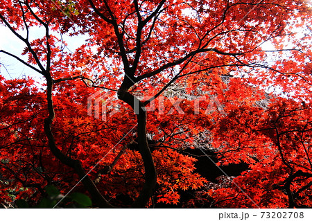 鎌倉の秋 長寿寺の紅葉 鎌倉の秋 長寿寺の紅葉 73202708