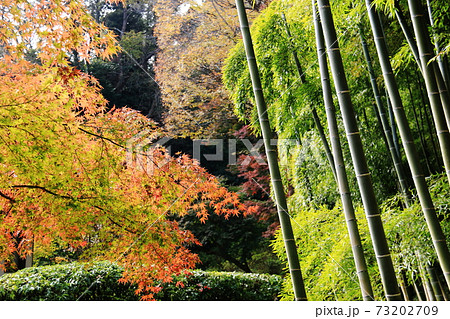鎌倉の秋 長寿寺の竹とモミジ 鎌倉の秋 長寿寺の竹とモミジ 73202709