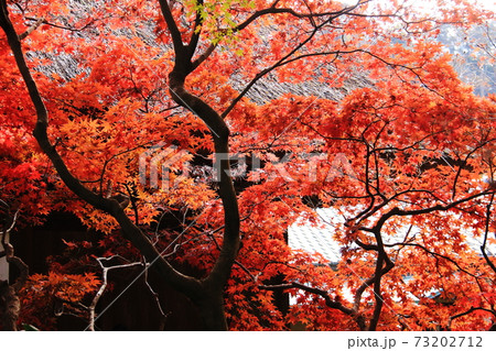鎌倉の秋 長寿寺の紅葉 鎌倉の秋 長寿寺の紅葉 73202712
