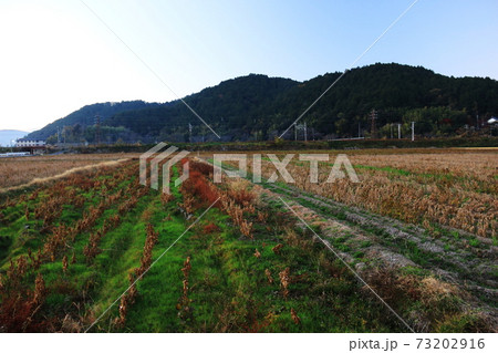滋賀の秋 安土城跡の安土山 滋賀の秋 安土城跡の安土山 73202916