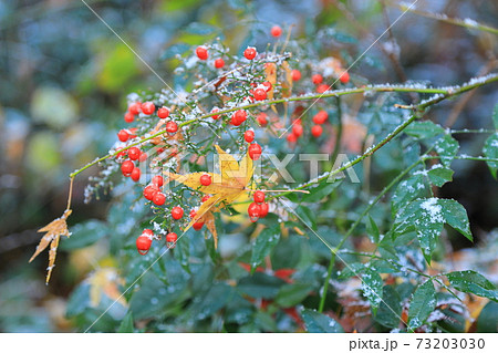 落葉と雪と南天 落葉と雪と南天 73203030