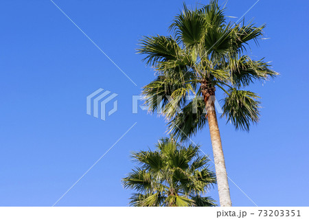 青空と椰子の木 青空と椰子の木 73203351