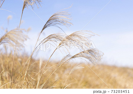 黄金色のススキの群生 73203451