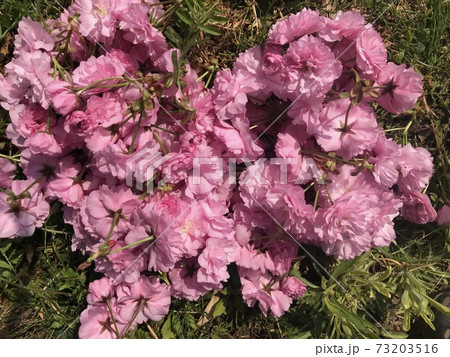 ハートに飾った八重桜 ハートに飾った八重桜 73203516