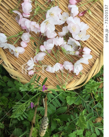 春を摘む桜と土筆 春を摘む桜と土筆 73203537
