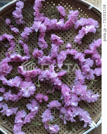 摘んだ八重桜の花 摘んだ八重桜の花 73203538