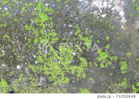 background texture 73203648