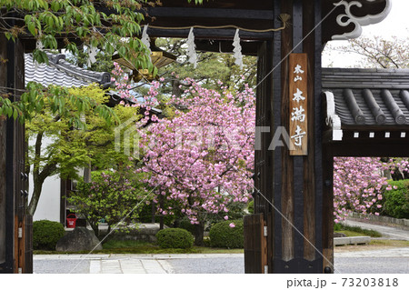 本満寺 八重桜 本満寺 八重桜 73203818