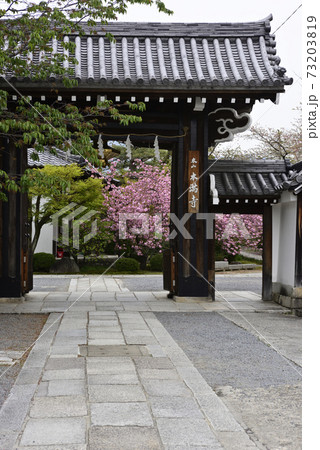 本満寺 八重桜 本満寺 八重桜 73203819