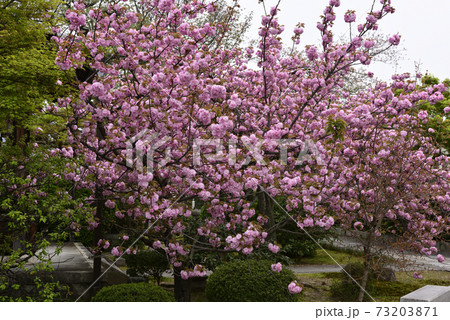 本満寺 八重桜 本満寺 八重桜 73203871