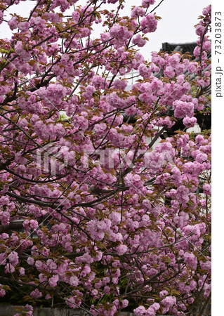 本満寺 八重桜 本満寺 八重桜 73203873