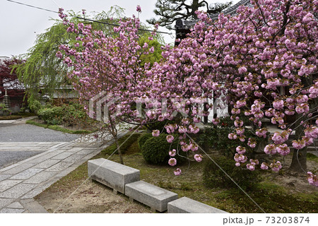 本満寺 八重桜 本満寺 八重桜 73203874